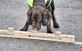 Meet Britain’s First Water Leak Sniffer Dog