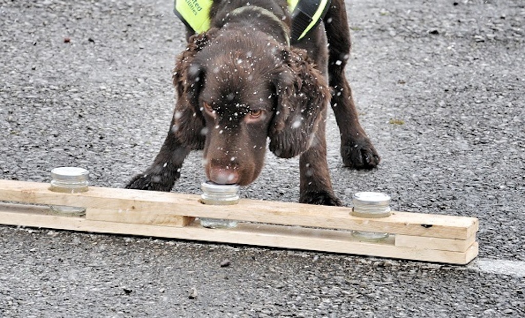 Meet Britain’s First Water Leak Sniffer Dog