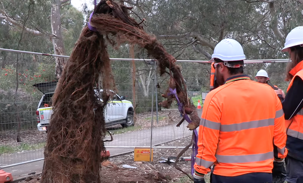 Utility Crews Need Excavator to Pull Massive Root Infestation Out of Sewer