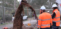 Utility Crews Need Excavator to Pull Massive Root Infestation Out of Sewer