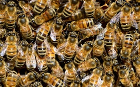 Water Utility Spearheads Honeybee Project