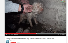 Homeless Dog Rescued From Sewer