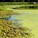 Protecting Water Resources from Algae
