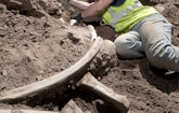 Snowmastodon! Reservoir Project Unearths Fabulous Fossils