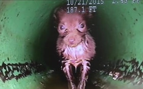 Puppy Rescued From Drainage Pipe