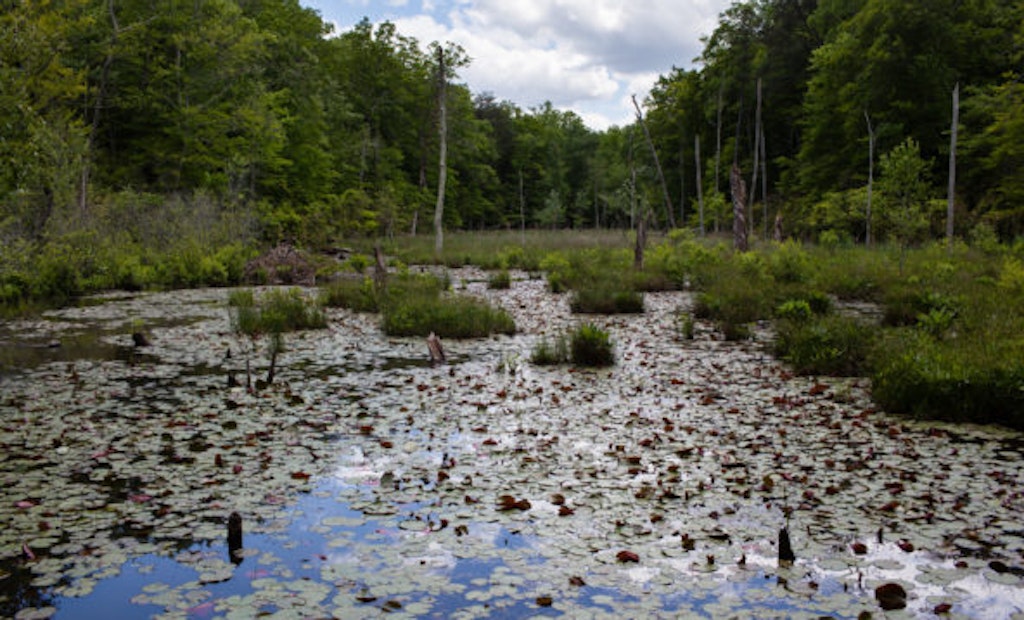 Artificial Intelligence Model Maps Wetlands With 94% Accuracy